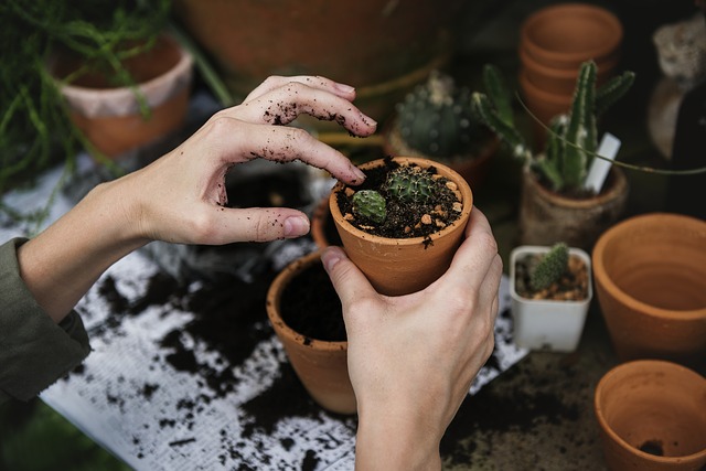 Use collected rain water for gardening