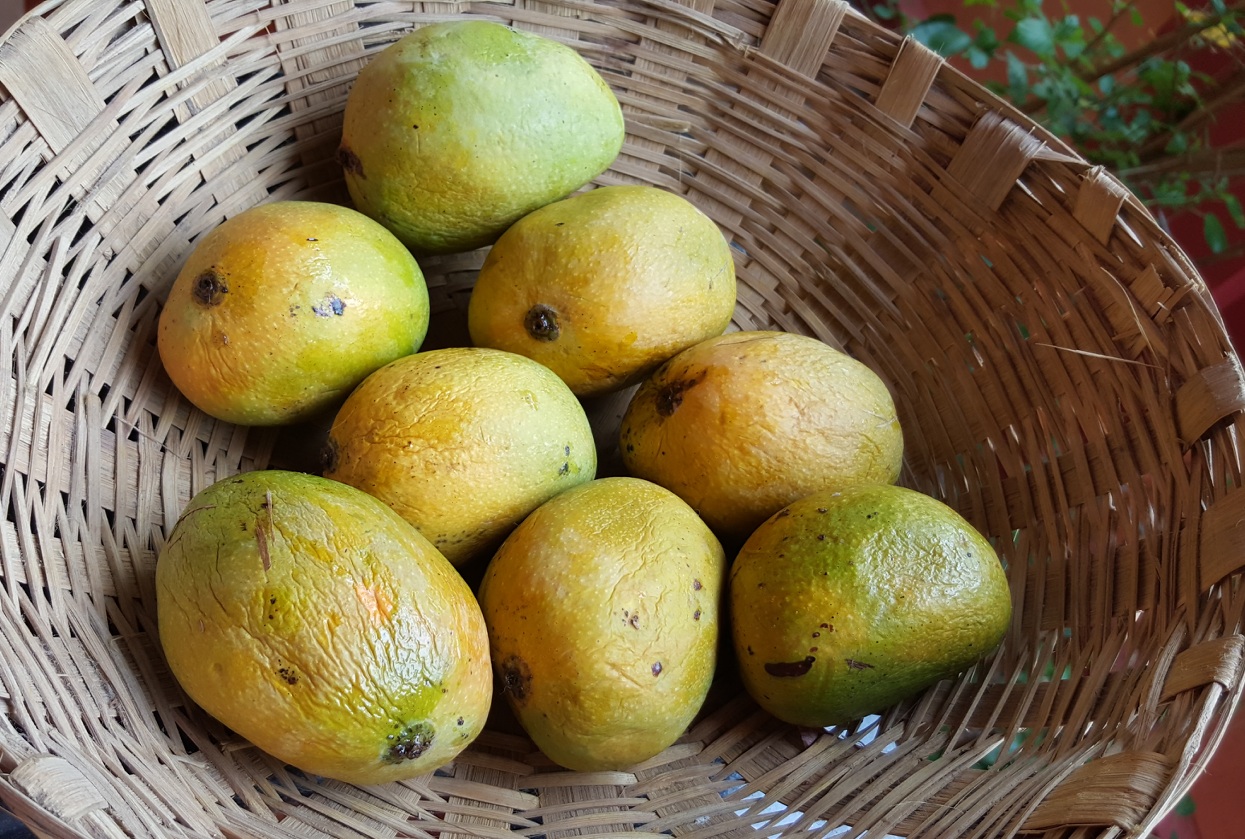 Mankurad Mangoes - for mango juice